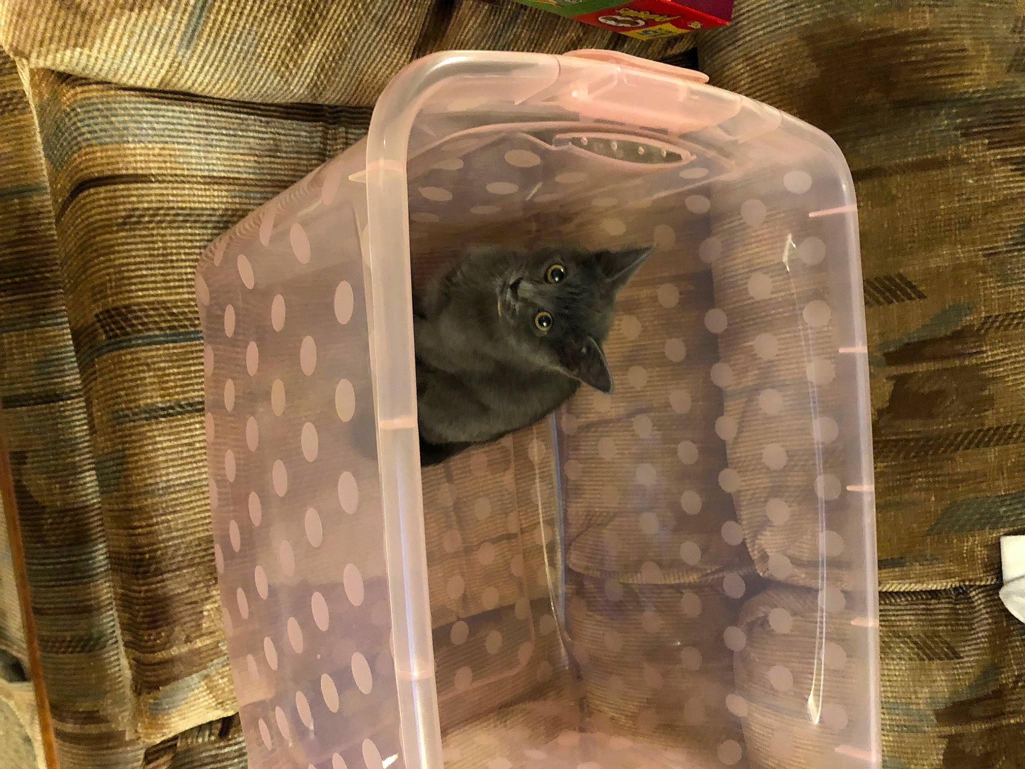 Clout joined the competition — help win amazing prizes! carnivore, cat, cat_supply, comfort, curtain, fawn, felidae, grey, interior_design, linens, mesh, pattern, pet_supply, product, room, sleeve, small_to_medium_sized_cats, terrestrial_animal, textile, window_treatment