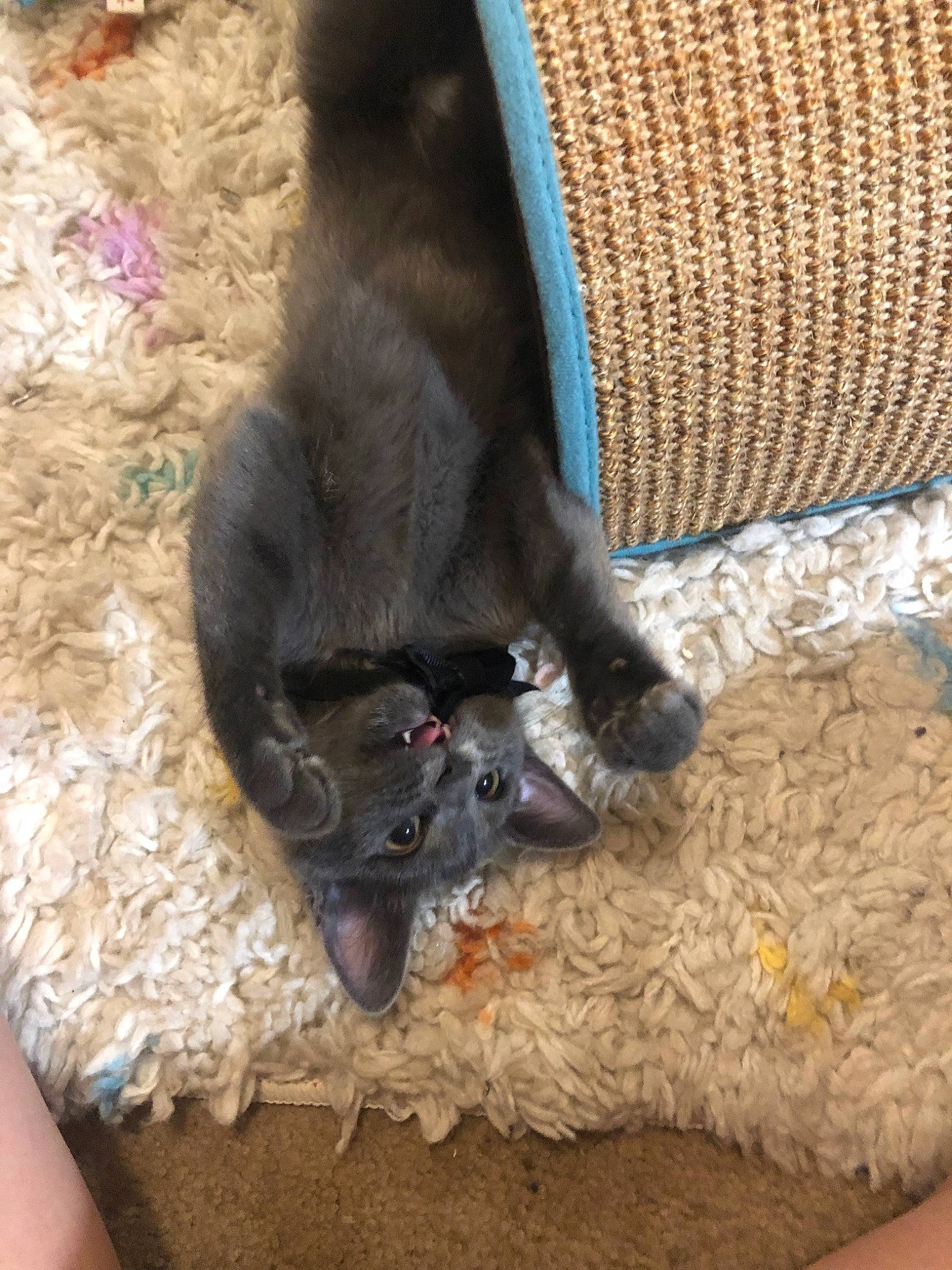 Clout joined the competition — help win amazing prizes! carnivore, cat, claw, comfort, companion_dog, dog_breed, domestic_short_haired_cat, electric_blue, fawn, felidae, foot, fur, human_leg, paw, small_to_medium_sized_cats, sporting_group, tail, whiskers, woolen, woven_fabric