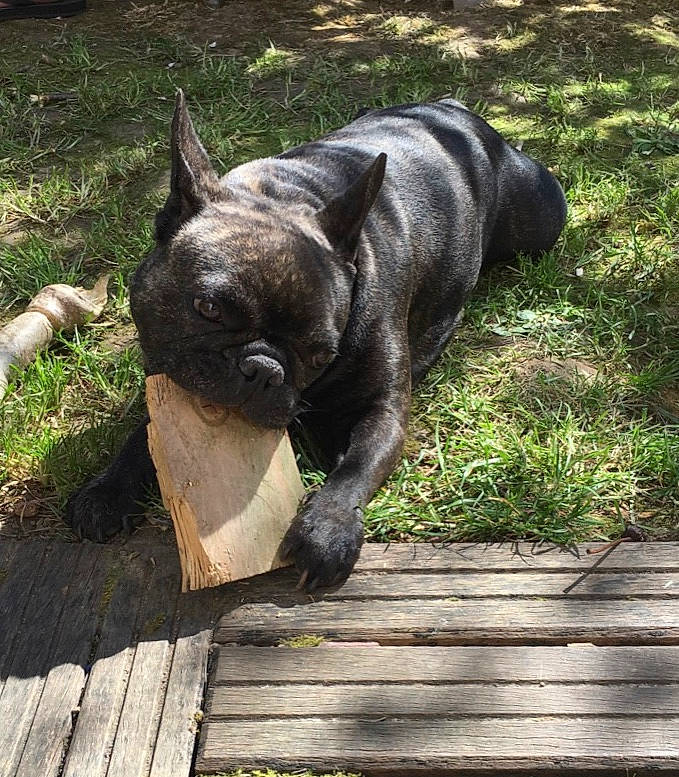 Boubousanaa a rejoint le concours — aidez-le/la à gagner de superbes lots ! canidae, carnivore, companion_dog, dog, dog_breed, fawn, french_bulldog, mammal, molosser, non_sporting_group, old_english_bulldog, olde_english_bulldogge, perro_de_presa_canario, snout, vertebrate