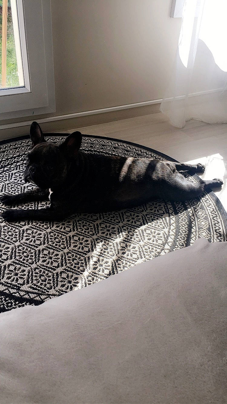 Boubousanaa participe au concours pour gagner de l'argent avec cette photo : bed, bed_sheet, bedroom, black, cat, felidae, floor, flooring, furniture, linens, nap, room, tail