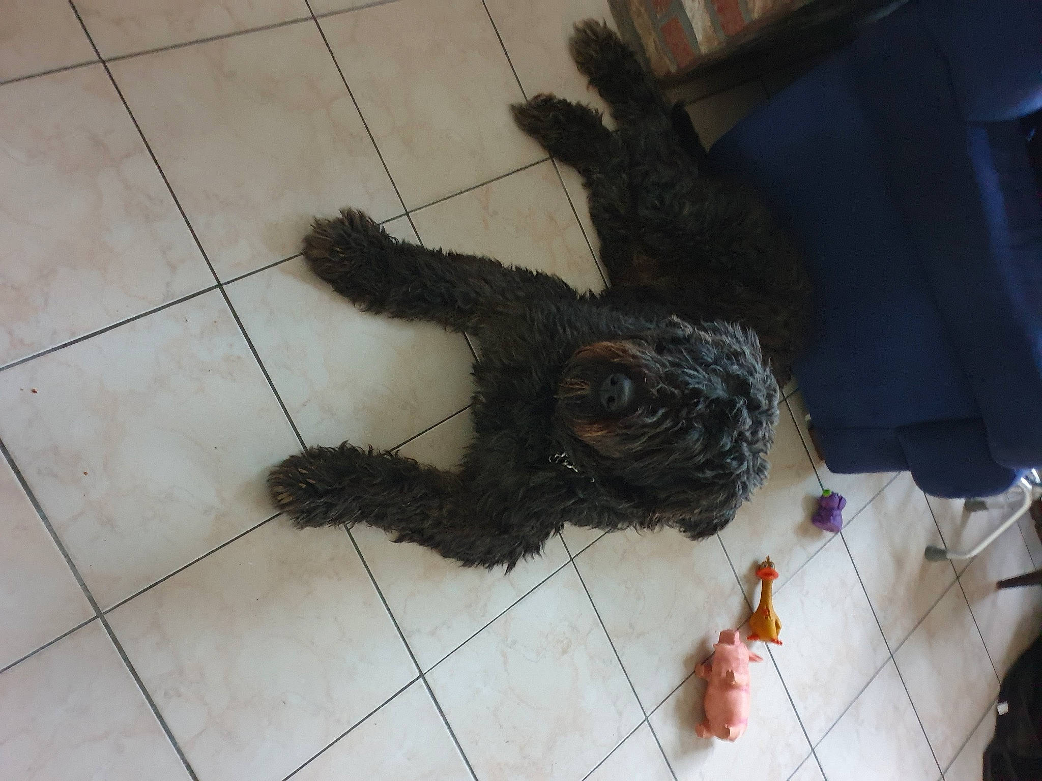 Quinczy participe au concours pour gagner de l'argent avec cette photo : barbet, canidae, carnivore, dog, dog_breed, fur, labradoodle, lagotto_romagnolo, non_sporting_group, portuguese_water_dog, spanish_water_dog, sporting_group, tail