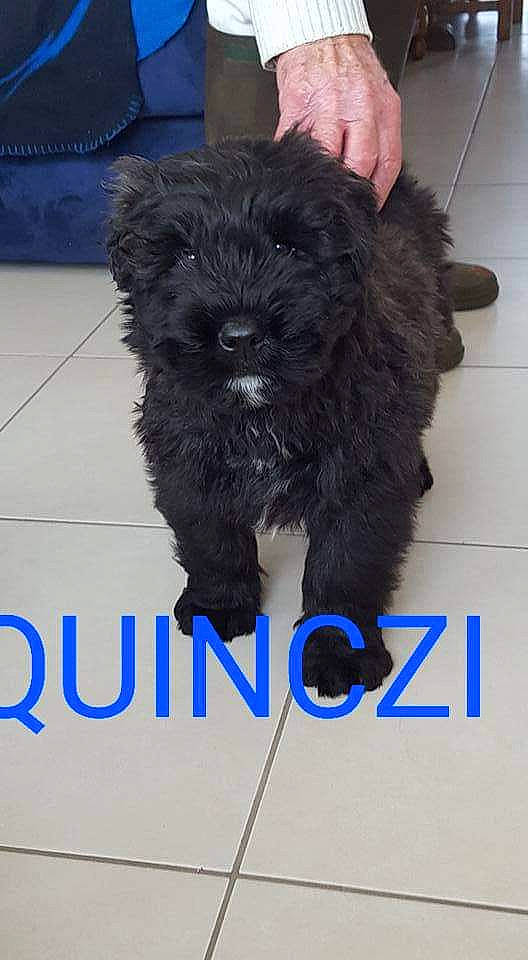 Quinczy