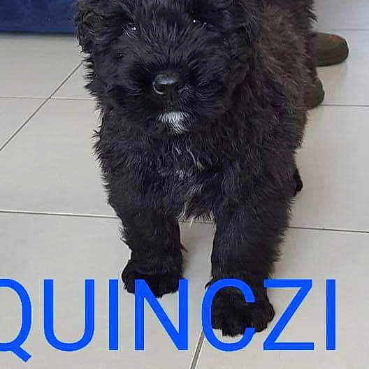 Quinczy