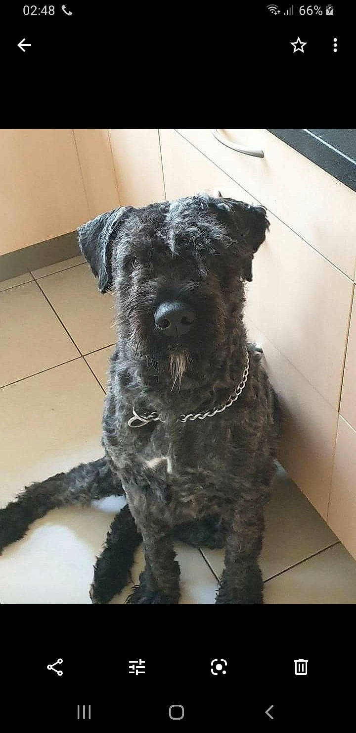 Quinczy participe au concours pour gagner de l'argent avec cette photo : carnivore, companion_dog, dog, dog_breed, dog_collar, fur, non_sporting_group, sporting_group, tail, terrestrial_animal, terrier, water_dog, working_animal
