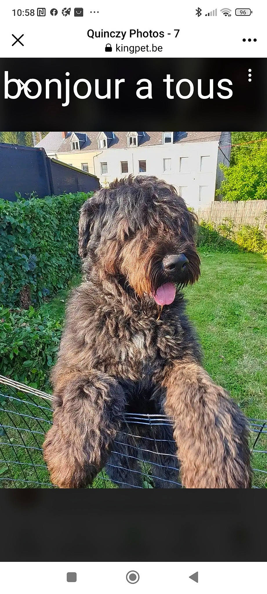 Quinczy a rejoint le concours — aidez-le/la à gagner de superbes lots ! canidae, carnivore, companion_dog, dog, dog_breed, fur, grass, herding_dog, plant, schapendoes, small_terrier, sporting_group, terrestrial_animal, terrier, water_dog, working_animal, working_dog