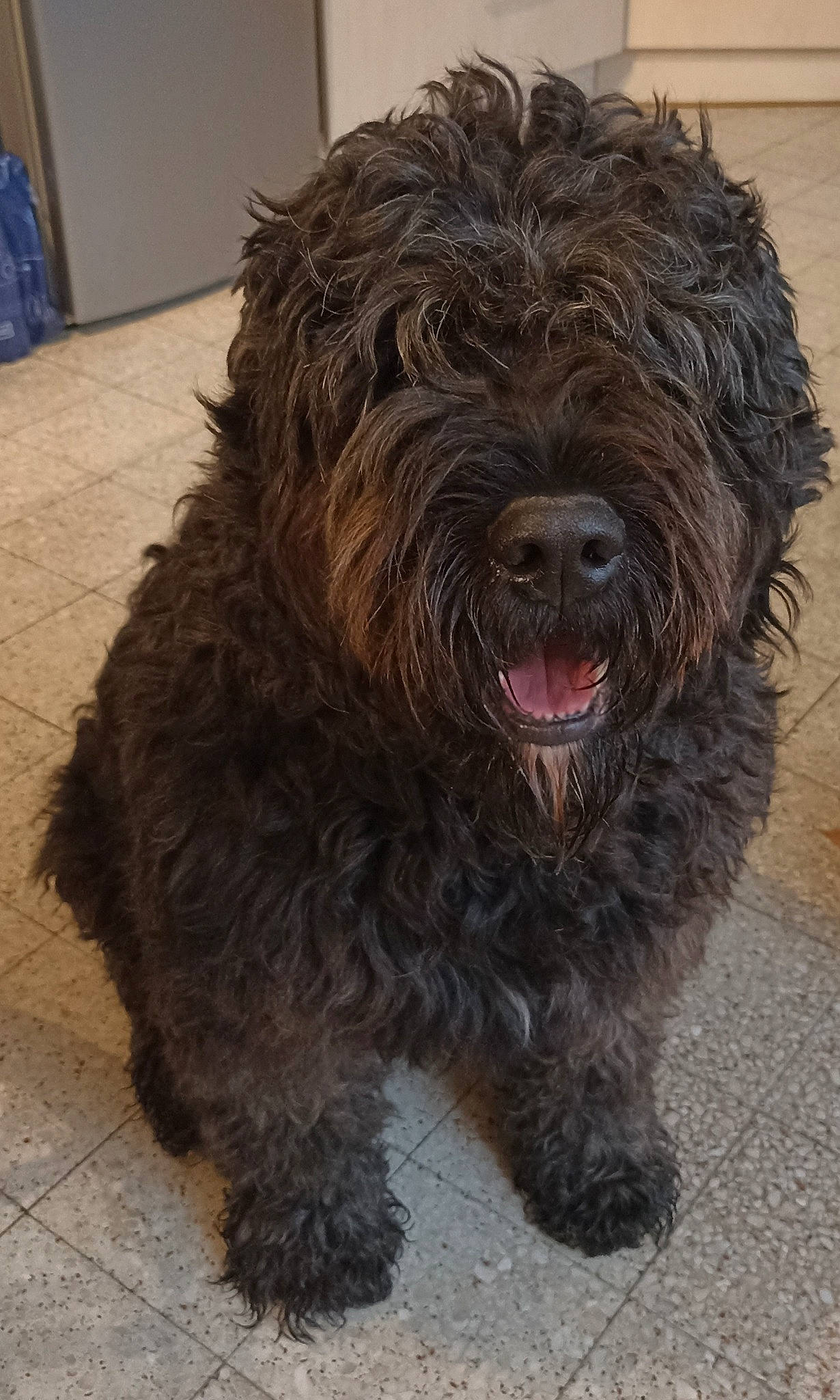 Quinczy a rejoint le concours — aidez-le/la à gagner de superbes lots ! bergamasco_shepherd, canidae, carnivore, companion_dog, dog, dog_breed, fur, giant_dog_breed, herding_dog, liver, non_sporting_group, small_terrier, snout, sporting_group, terrestrial_animal, terrier, toy_dog, water_dog, working_animal, working_dog