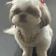 Miss Dior is registered to the contest to win money with this photo: dog, small_dog, white_fur, red_bows, gold_chain, pet, indoor, standing, blurry, furry, cute, animal, companion, shih_tzu, adorable, fur, paws, domestic_animal, mammal, cute_pet