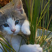 Bambou participe au concours pour gagner de l'argent avec cette photo :