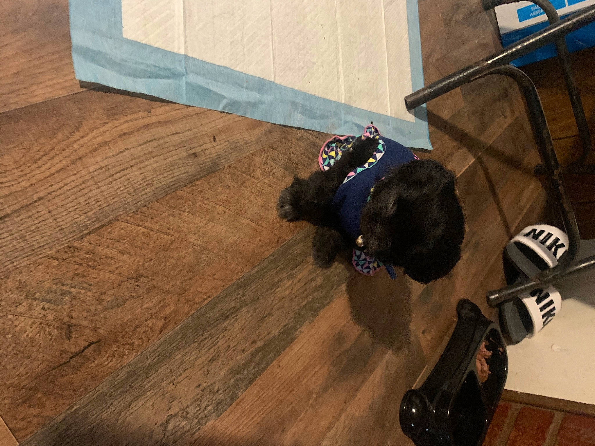 Nala is registered to the contest to win money with this photo: floor, flooring, hardwood, laminate_flooring, shoe, tile, wood, wood_flooring, wood_stain