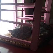 Pickatchette a rejoint le concours — aidez-le/la à gagner de superbes lots ! angle, bed, cat, cat_like_mammal, chair, couch, daylighting, floor, flooring, furniture, hardwood, home, house, interior_design, room, small_to_medium_sized_cats, table, whiskers, window, wood