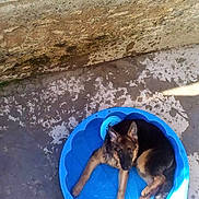 Sept a rejoint le concours — aidez-le/la à gagner de superbes lots ! carnivoran, cat, cat_like_mammal, dog_breed_group, dog_like_mammal, fun, leisure, small_to_medium_sized_cats, swimming_pool, tail, vacation