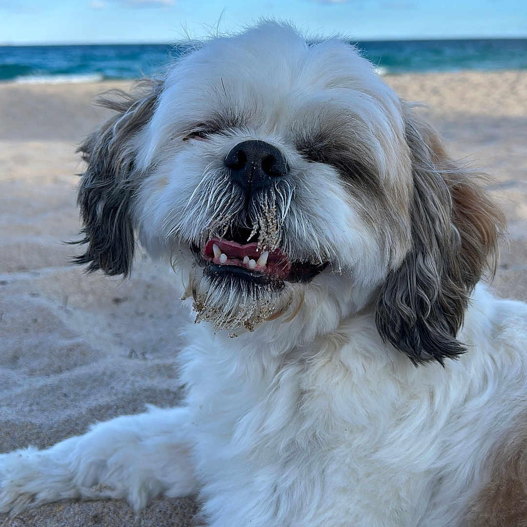 Brownie joined the competition — help win amazing prizes! animal, beach, canine, clouds, cute, daylight, dog, fluffy, fur, happy, nature, ocean, outdoor, pet, playful, relaxed, sand, sky, smiling, tongue