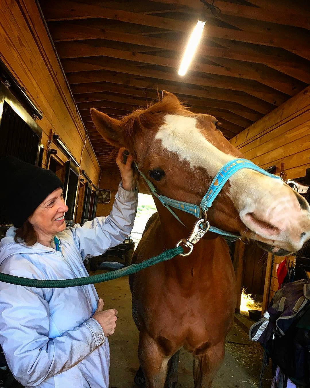 Hercules is registered to the contest to win money with this photo: bridle, halter, horse, horse_harness, horse_supplies, horse_tack, joy, mammal, mane, pack_animal, person, rein, snout, stable