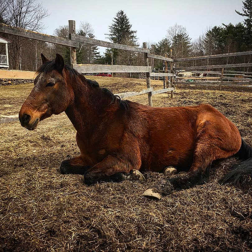 Brendan joined the competition — help win amazing prizes! colt, farm, hay, horse, landscape, liver, livestock, mammal, mane, mare, mustang_horse, pack_animal, pasture, plant, sky, snout, sorrel, stallion, vertebrate