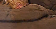 Goose joined the competition — help win amazing prizes! dog, sleeping, brown_dog, couch, cushion, indoors, pet, resting, cozy, relaxed, animal, face, ears, nose, fur, home, comfort, quiet, nap, closeup