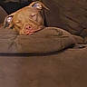 dog, sleeping, brown_dog, couch, cushion, indoors, pet, resting, cozy, relaxed, animal, face, ears, nose, fur, home, comfort, quiet, nap, closeup
