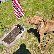 Goose is registered to the contest to win money with this photo: dog, grave, american_flag, grass, leash, sunlight, cemetery, memorial, outdoor, shadow, pet, brown_dog, plaque, remembrance, nature, daylight, canine, tribute, headstone, quiet