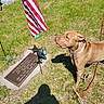 dog, grave, american_flag, grass, leash, sunlight, cemetery, memorial, outdoor, shadow, pet, brown_dog, plaque, remembrance, nature, daylight, canine, tribute, headstone, quiet