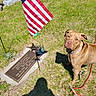 Goose is registered to the contest to win money with this photo: dog, american_flag, grave_marker, veteran_star, grass, sunlight, shadow, leash, collar, cemetery, memorial, outdoor, daylight, brown_dog, patriotic, grave, tribute, remembrance, nature, quiet