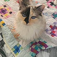 Lily joined the competition — help win amazing prizes! animal, bed, black_markings, blue_eyes, cat, colorful, cozy, cute, domestic, feline, fluffy, indoor, looking_up, patchwork_quilt, pet, quiet, sitting, soft_fur, textile, white_fur