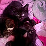 Yuumi joined the competition — help win amazing prizes! kitten, cat, black_cat, tabby_cat, sleeping, curious, paw, blanket, soft, cozy, fur, cute, pets, animal, indoor, resting, close_up, snuggling, pink, gray