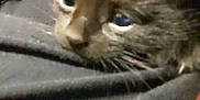 Yuumi is registered to the contest to win money with this photo: kitten, black_cat, close_up, furry, pet, animal, whiskers, cute, soft, resting, young, small, indoor, cozy, fur, face, eyes, lying_down, domestic_animal, feline