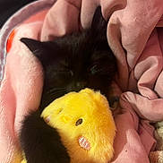 Yuumi is registered to the contest to win money with this photo: kitten, black_cat, pink_blanket, stuffed_animal, yellow_chick, sleeping, cozy, soft_texture, cute, pet, animal, indoor, nap, fur, claw, cuddling, resting, adorable, comfort, warmth