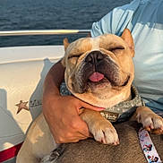 Duke is registered to the contest to win money with this photo: animal, boat, closeup, collar, cute, dog, embrace, french_bulldog, hand, happy, outdoor, paw, person, pet, relaxation, smile, summer, sunlight, tongue_out, water