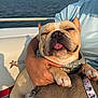 animal, boat, closeup, collar, cute, dog, embrace, french_bulldog, hand, happy, outdoor, paw, person, pet, relaxation, smile, summer, sunlight, tongue_out, water
