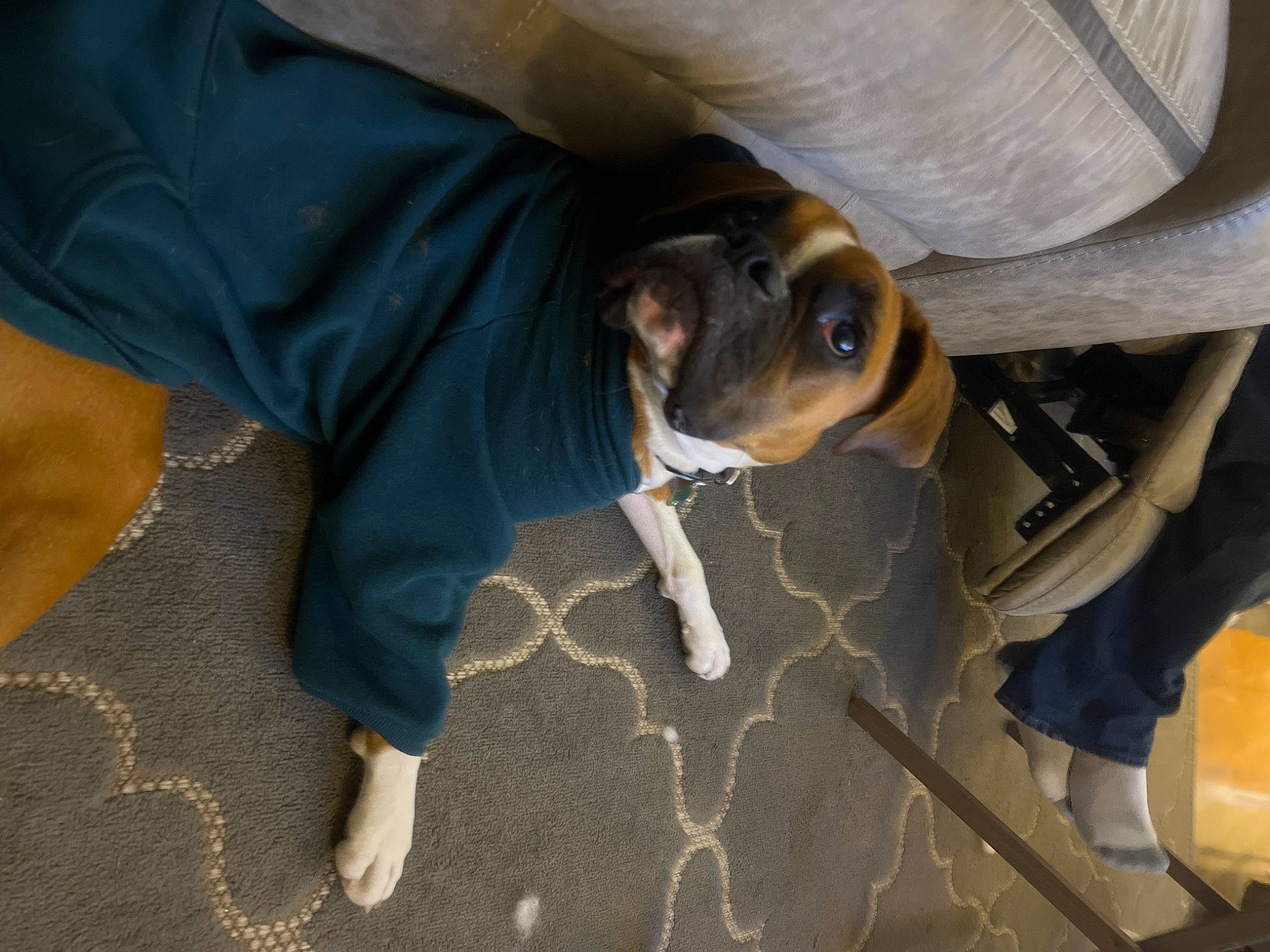 Mollie joined the competition — help win amazing prizes! canidae, carnivore, comfort, companion_dog, dog, dog_breed, fawn, flooring, paw, pet_supply, sitting, snout, sporting_group, tail, wood, working_animal