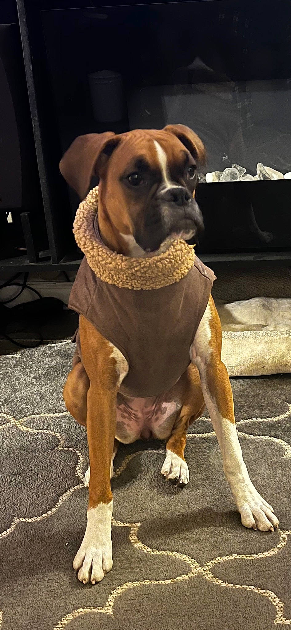 Mollie May joined the competition — help win amazing prizes! ancient_dog_breeds, boxer, carnivore, collar, companion_dog, dog, dog_breed, dog_collar, dog_supply, fawn, flooring, non_sporting_group, pet_supply, snout, sporting_group, working_animal, working_dog