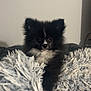 puppy, dog, black_and_white, fluffy, blanket, cozy, cute, tongue_out, indoor, pet, animal, fur, small_dog, snuggle, soft, curious, face, ears, couch, relax
