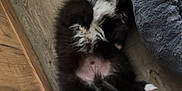 Artus a rejoint le concours — aidez-le/la à gagner de superbes lots ! puppy, dog, black_and_white, fur, lying_down, floor, wooden_floor, pet_bed, cozy, indoor, paw, belly, foot, sandal, relaxed, cute, small_dog, home, animal, pet