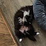 puppy, dog, black_and_white, fur, lying_down, floor, wooden_floor, pet_bed, cozy, indoor, paw, belly, foot, sandal, relaxed, cute, small_dog, home, animal, pet