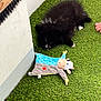 puppy, dog, toy, plush, grass, artificial_grass, black_fur, white_fur, animal, pet, broom, foot, toes, corner, floor, resting, indoor, soft_toy, play, cute