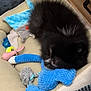 dog, sleeping, bed, toy, plush_toy, tennis_ball, indoor, wooden_cabinet, blanket, cozy, pet, black_dog, floor, resting, cute, animal, furry, peaceful, small_dog, napping