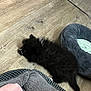 puppy, dog, black_dog, lying_down, floor, wooden_floor, pet_bed, gray_bed, blue_bed, indoor, cozy, cute, fluffy, resting, animal, pet, young_dog, fur, small_dog, relaxed