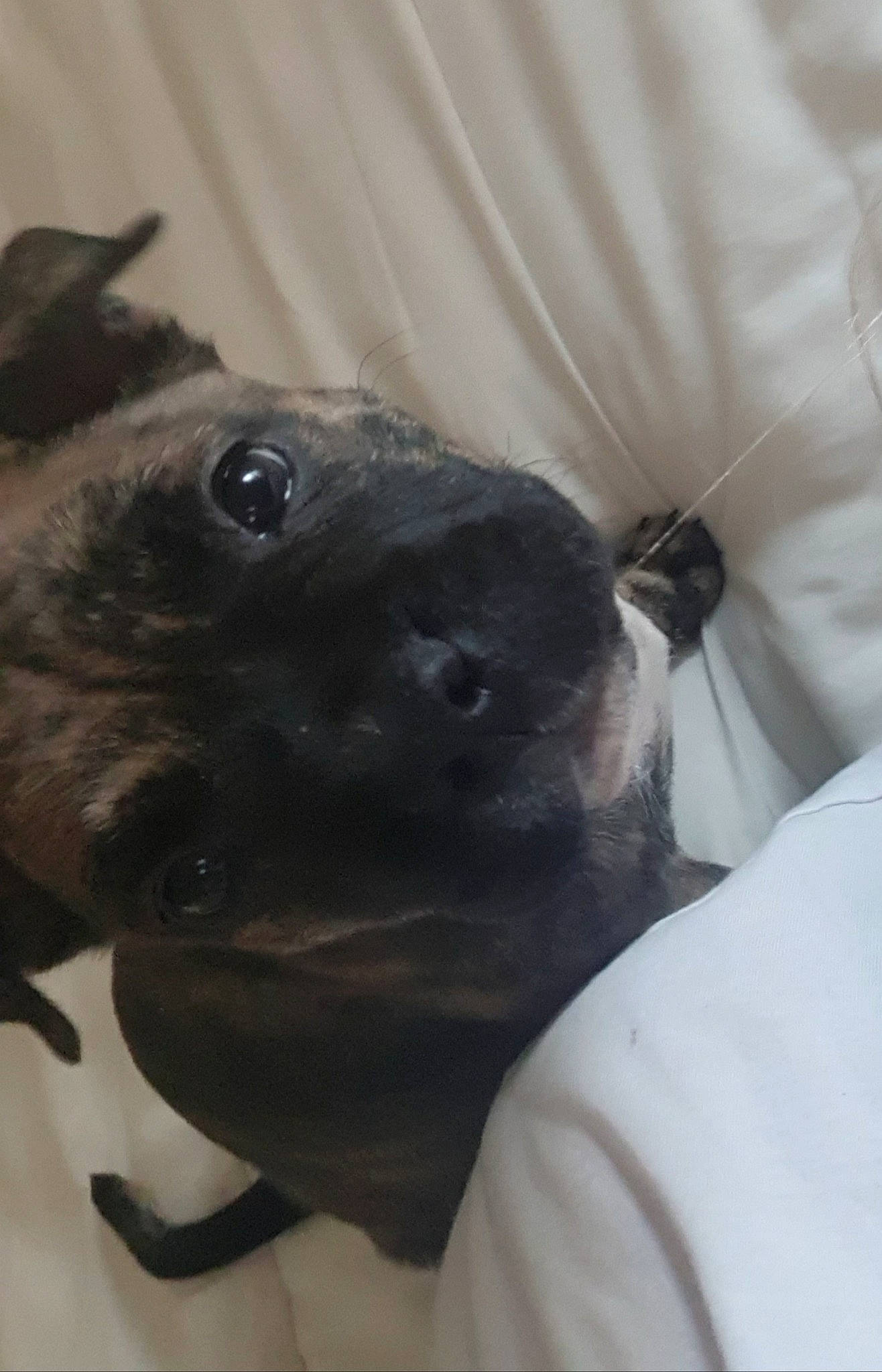 Akela participe au concours pour gagner de l'argent avec cette photo : canidae, fawn, snout, whiskers