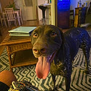 Lola is registered to the contest to win money with this photo: dog, indoor, living_room, toy, rope_toy, carpet, furniture, table, lamp, door, happy, pet, playful, tongue_out, canine, home, brown_dog, speckled, animal, closeup