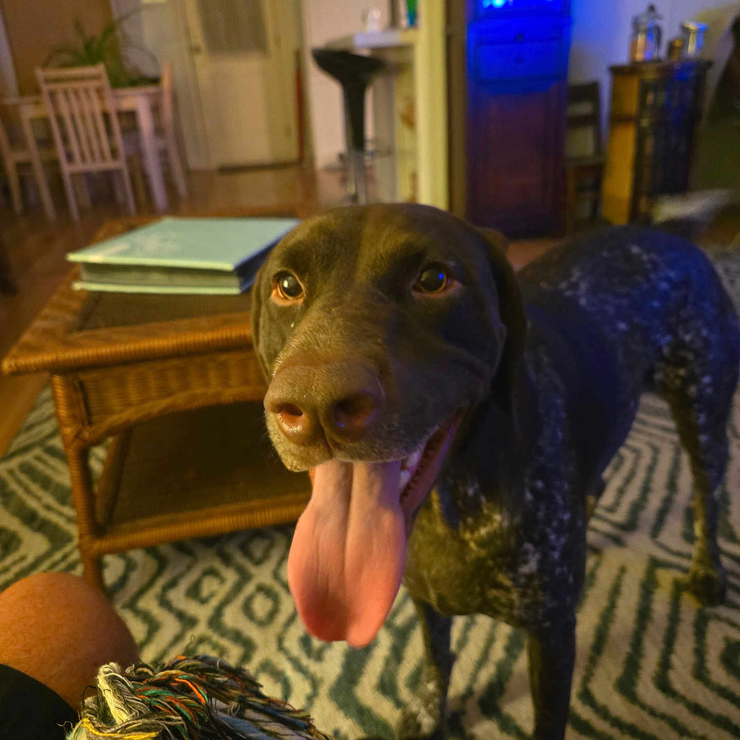 Lola is registered to the contest to win money with this photo: animal, brown_dog, canine, carpet, closeup, dog, door, furniture, happy, home, indoor, lamp, living_room, pet, playful, rope_toy, speckled, table, tongue_out, toy