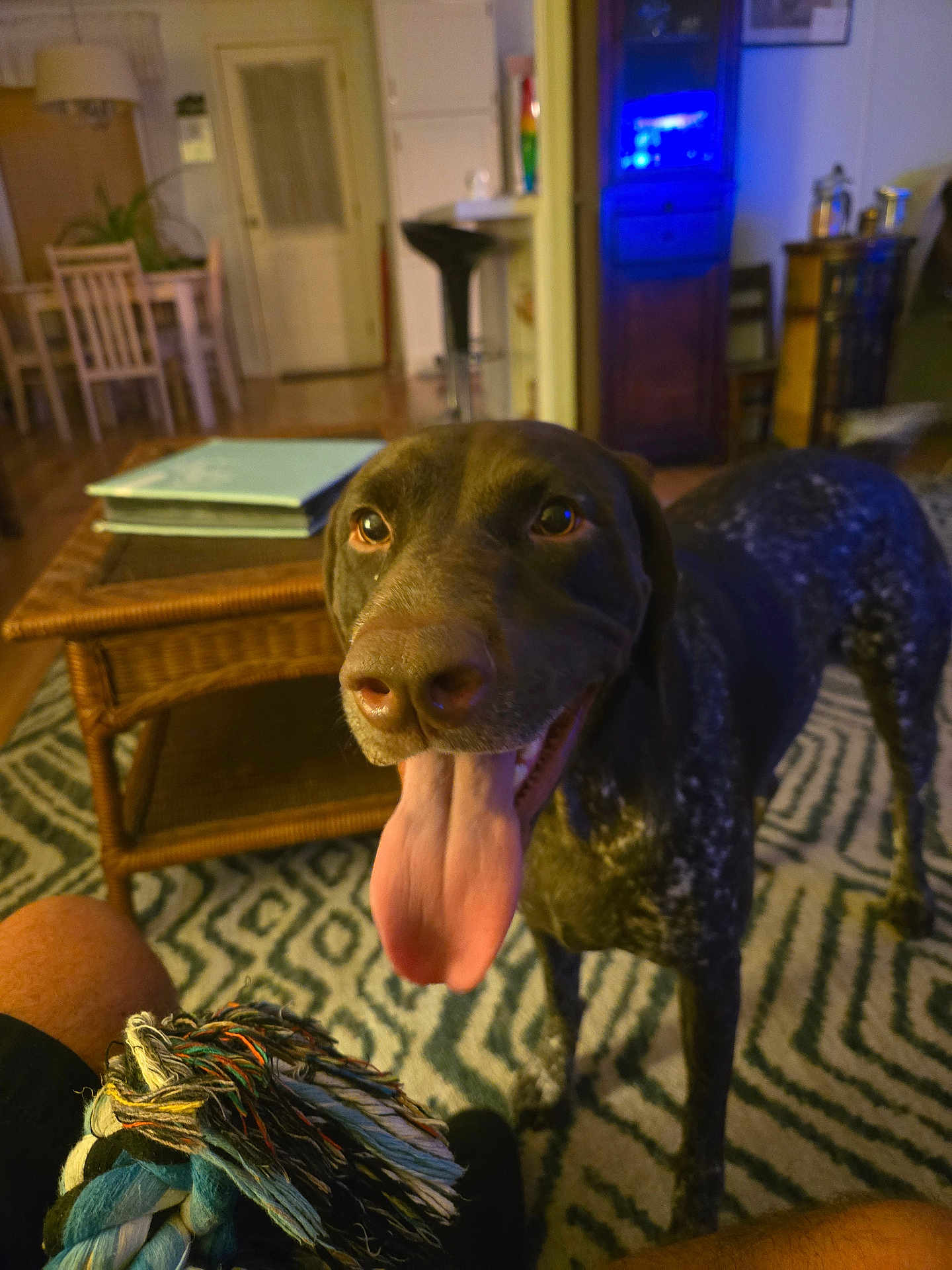 Lola is registered to the contest to win money with this photo: dog, indoor, living_room, toy, rope_toy, carpet, furniture, table, lamp, door, happy, pet, playful, tongue_out, canine, home, brown_dog, speckled, animal, closeup