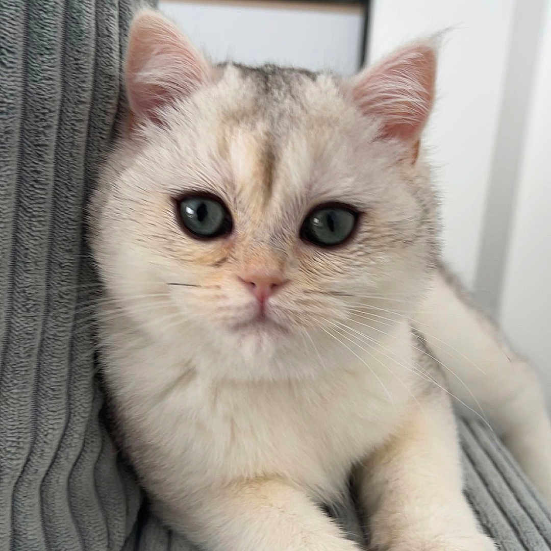 Snow participe au concours pour gagner de l'argent avec cette photo : abyssinian, angora, animal, blanket, cat, couch, furniture, kitten, manx, pet, siamese, snout, white, whiteboard