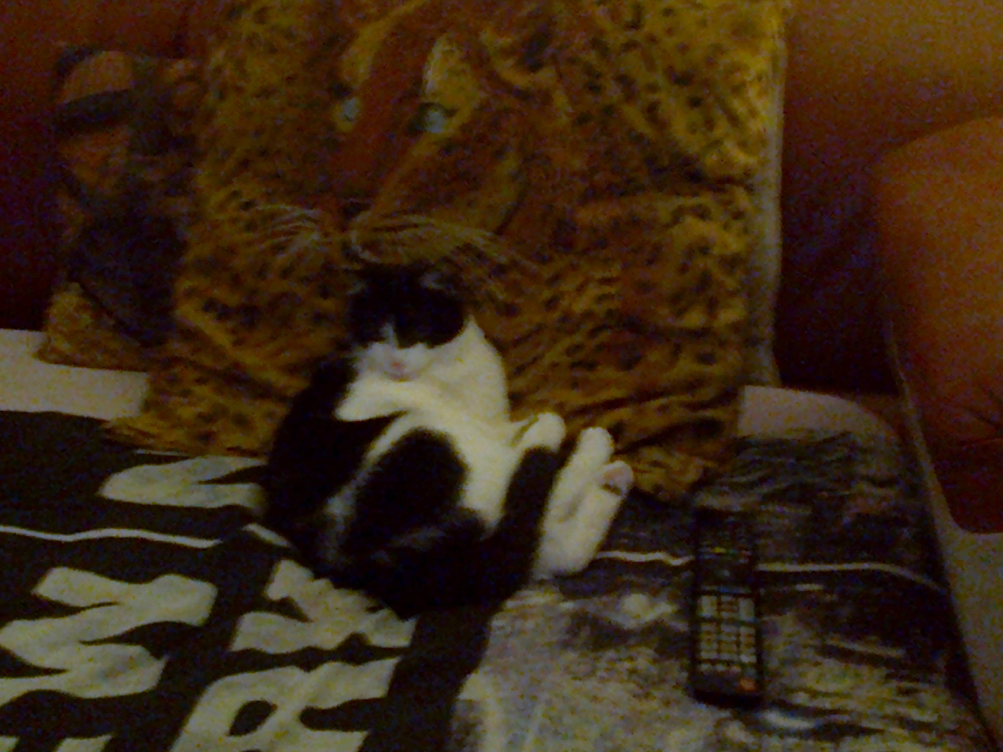 Candy a rejoint le concours — aidez-le/la à gagner de superbes lots ! canidae, carnivore, carpet, cat, cat_supply, comfort, couch, domestic_short_haired_cat, felidae, floor, flooring, fur, hardwood, linens, room, small_to_medium_sized_cats, sporting_group, tail, whiskers, wood