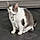 Minou