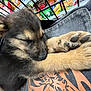 puppy, sleeping, crate, paw, snack_bags, colorful, black_and_tan, furry, close_up, indoors, resting, cute, young_dog, animal, pet, soft, cozy, cage, texture, pattern