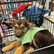 Saguaro is registered to the contest to win money with this photo: puppy, dog, shopping_cart, clothing, green_shirt, toy, store, indoor, pet, cute, fur, ears, eyes, nose, resting, black_fur, brown_fur, fabric, retail, merchandise
