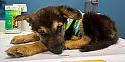 Saguaro is registered to the contest to win money with this photo: puppy, dog, scale, vet_clinic, blue_wall, poster, countertop, water_bottle, pet_care, digital_scale, striped_shirt, brown_fur, black_fur, lying_down, indoor, young_dog, resting, animal, cute, small