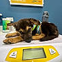 puppy, dog, scale, vet_clinic, blue_wall, poster, countertop, water_bottle, pet_care, digital_scale, striped_shirt, brown_fur, black_fur, lying_down, indoor, young_dog, resting, animal, cute, small
