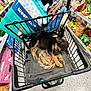 puppy, dog, shopping_cart, pet_supplies, store_aisle, snacks, floor, mat, sleeping, black_and_tan, canine, retail, shopping, cute, cozy, indoor, footwear, plastic_cart, resting, young_dog
