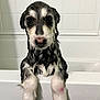 Sabueso is registered to the contest to win money with this photo: puppy, dog, wet, bathroom, bathtub, water, pet, animal, cute, fur, face, paws, expression, indoors, tile_wall, white, dripping, closeup, looking, young